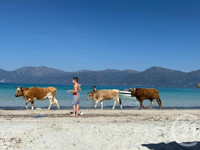 Maison &agrave; vendre - 12 pi&egrave;ces - 438,96 m2 - St Florent - 202 - CORSE