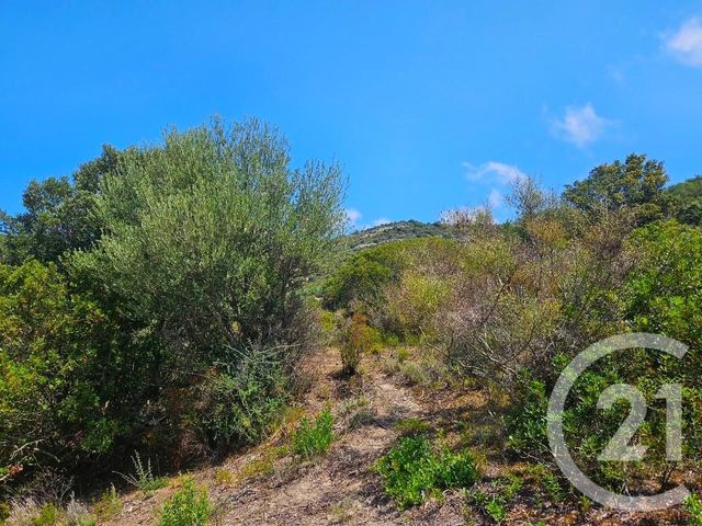 Appartement Studio à vendre - 1 pièce - 25 m2 - Oletta - 202 - CORSE