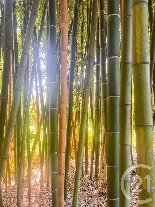 Maison &agrave; vendre - 9 pi&egrave;ces - 240 m2 - Occhiatana - 202 - CORSE