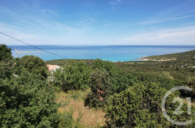 Terrain &agrave; vendre - 3119 m2 - Corbara - 202 - CORSE