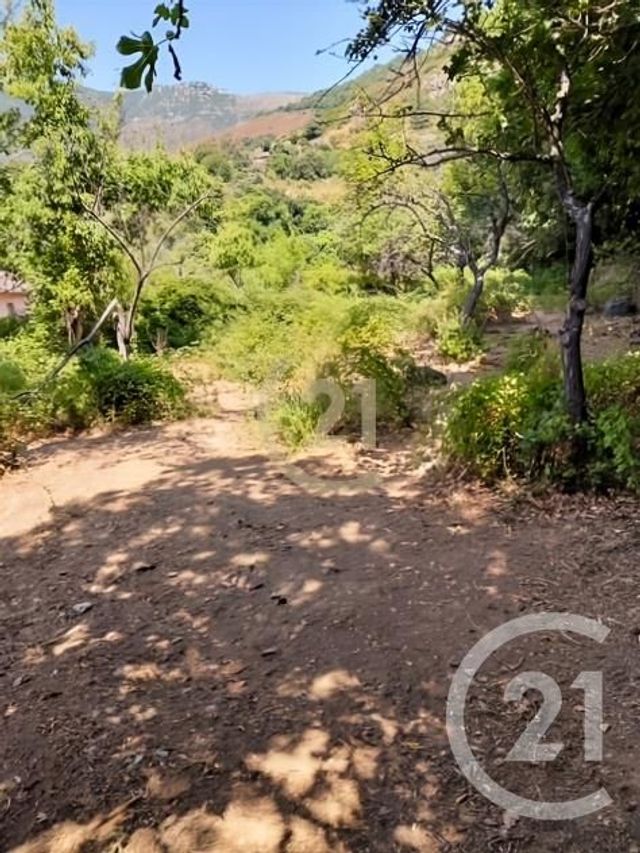 Terrain &agrave; vendre - 1038 m2 - Scolca - 202 - CORSE