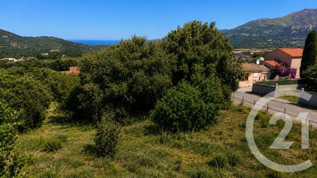 Terrain à vendre CALENZANA