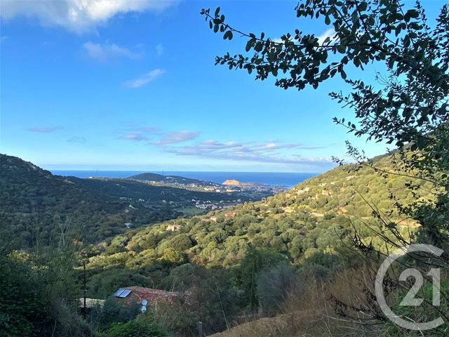 Terrain à vendre - 4968 m2 - Santa Reparata Di Balagna - 202 - CORSE